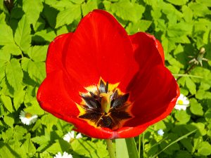 tulipano rosso 2